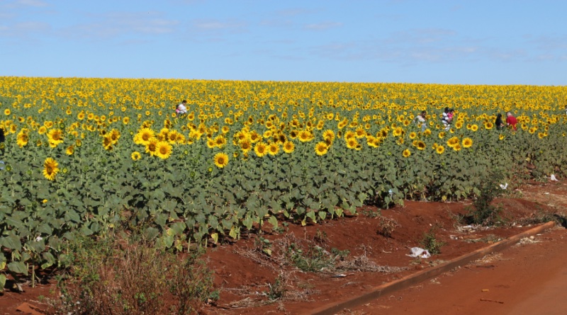 Paisagem de São Joaquim da Barra 4