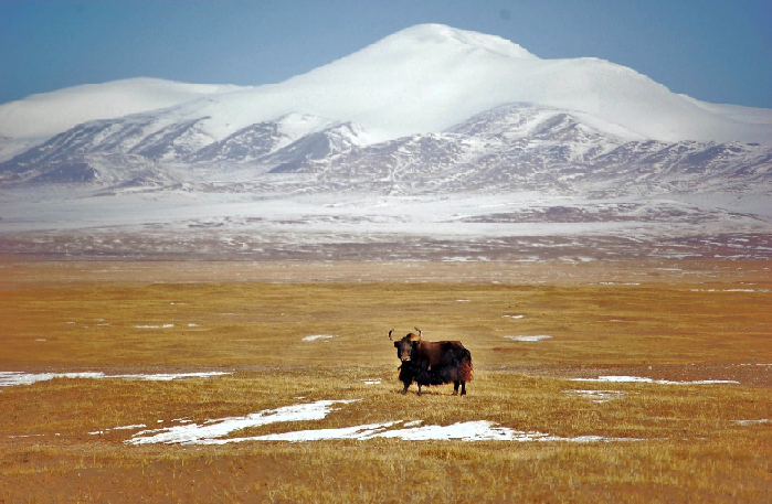 Ano Internacional 2026 – ONU