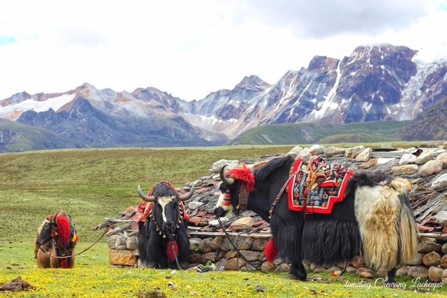 Ano Internacional 2026 – ONU